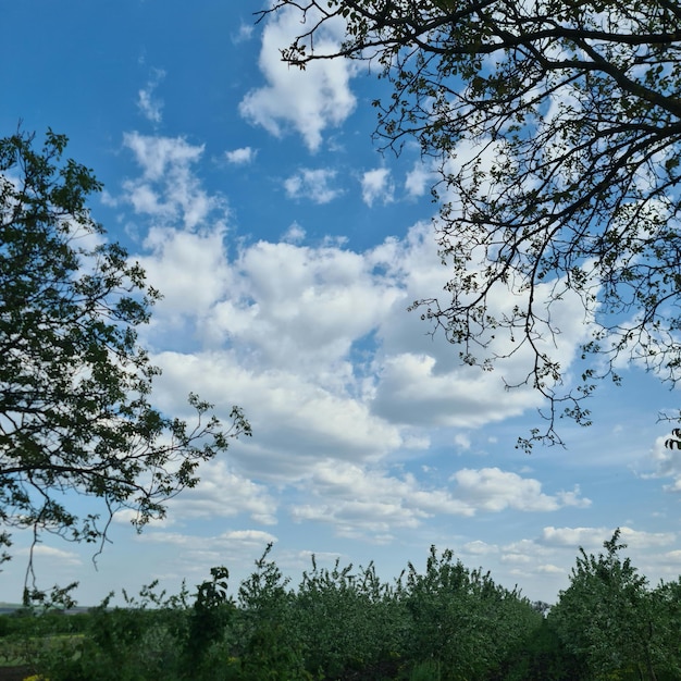 Un ciel bleu avec des nuages et des arbres au premier plan.