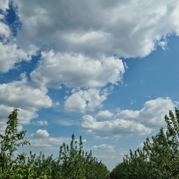 Un ciel bleu avec des nuages et des arbres avec quelques nuages en arrière-plan.