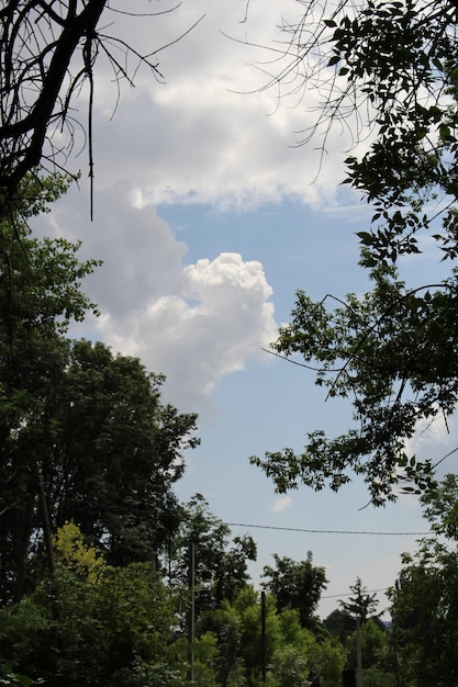 Un ciel bleu avec des nuages et des arbres