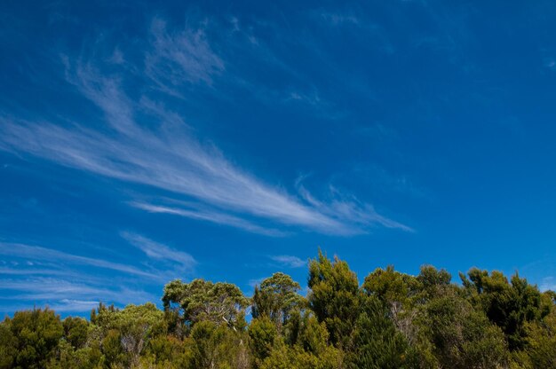 Photo un ciel bleu avec des nuages au-dessus d'une forêt