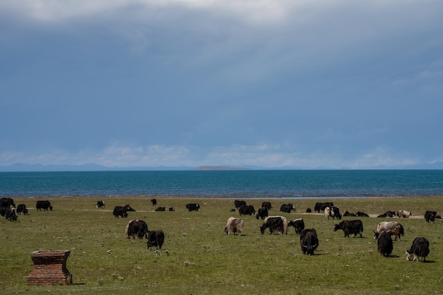 ciel bleu nuages blancs et eau du lac Le lac Qinghai a des chevaux, des moutons et du bétail dans les prairies