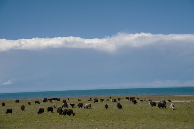 ciel bleu nuages blancs et eau du lac Le lac Qinghai a des chevaux, des moutons et du bétail dans les prairies