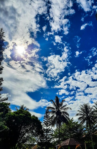 Un ciel bleu avec des nuages et des palmiers