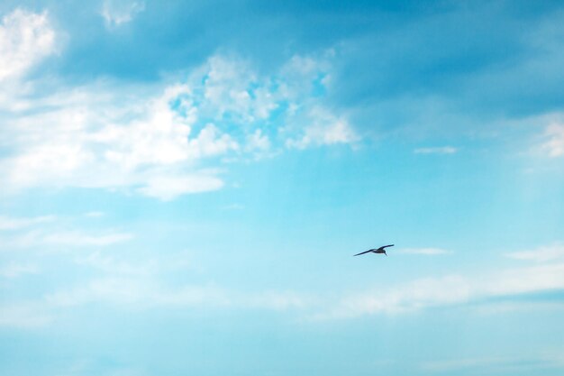 Ciel bleu avec oiseau volant