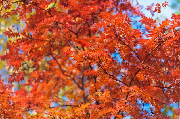 Ciel bleu parmi la cime des arbres dans un parc en automne