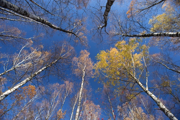 Ciel bleu profond sur des couronnes jaunes de grands bouleaux par une claire journée d'automne