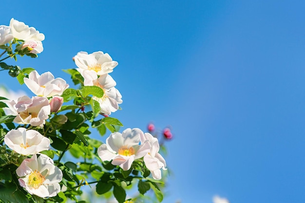 Un ciel bleu avec des roses blanches au premier plan