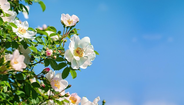 Un ciel bleu avec des roses blanches au premier plan