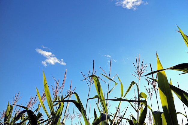 Ciel bleu sur les sommets de maïs