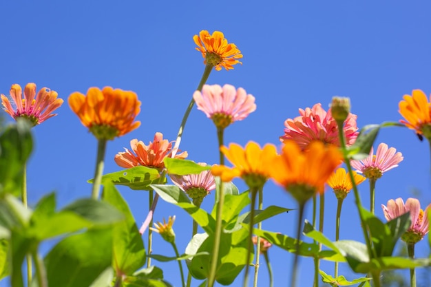 Ciel bleu avec des tiges épanouies de fleurs lumineuses low angle shot Ambiance estivale