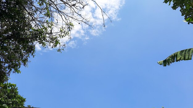 Ciel bleu vif avec des papayers et des ornements de brindilles sèches 03