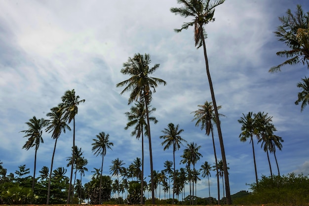 Ciel avec cocotier