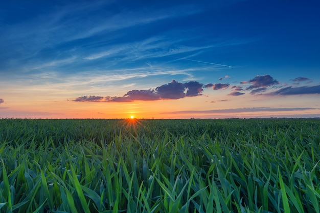 Ciel coucher de soleil sur le champ de grain