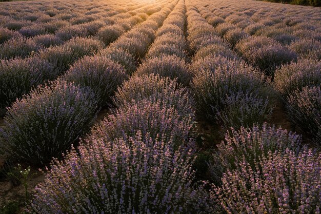 Ciel coucher de soleil sur un champ de lavande d'été