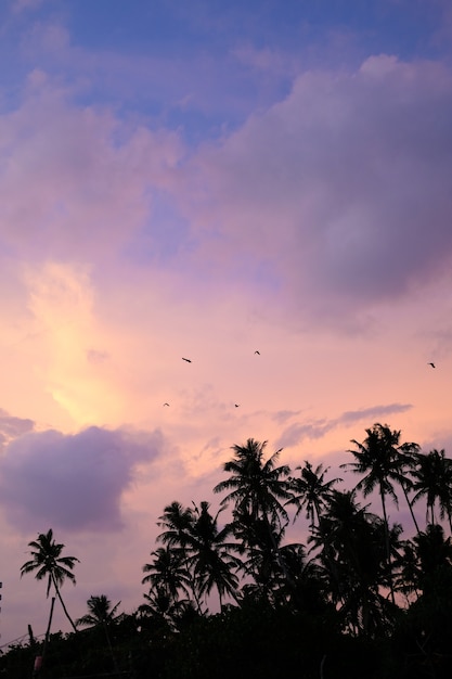 Photo ciel coucher de soleil lumineux dans les tropiques des silhouettes des palmiers contre un ciel rose pourpre