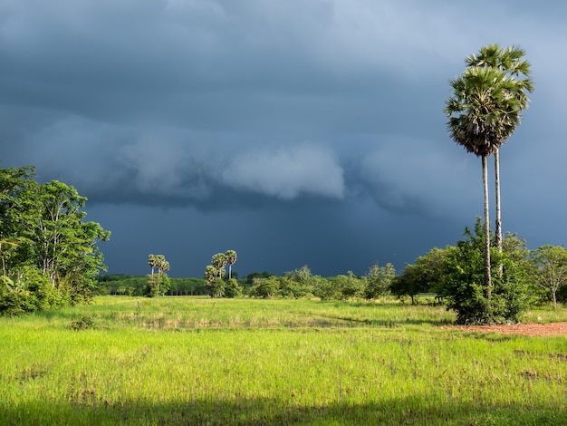 Ciel couvert alors que la pluie tombe sur les rizières et le palmier à sucre