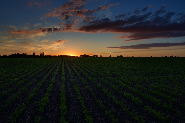 Ciel crépusculaire avec des nuages à l'aube sur un champ avec des plantations agricoles.