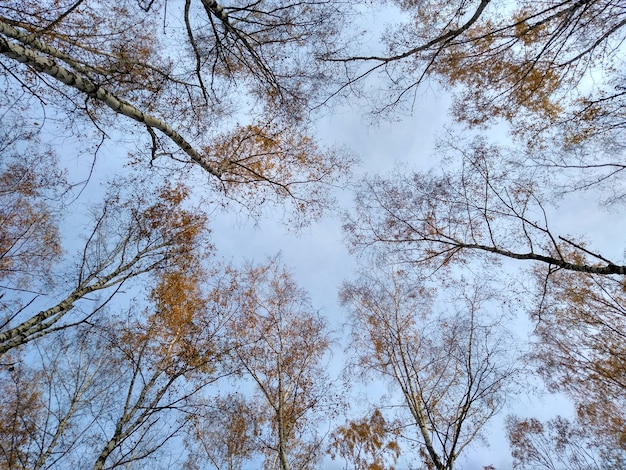 Ciel dans la forêt à l'automne