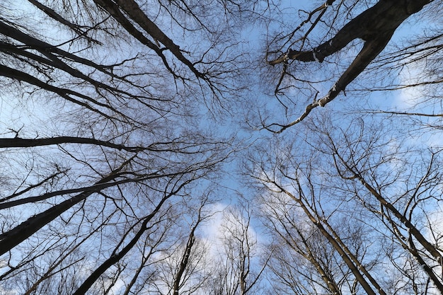 Le ciel dans la forêt d'hiver.