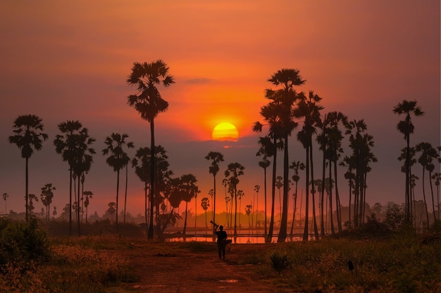 Ciel dégradé orange un matin avec une grande silhouette de palmier en premier plan