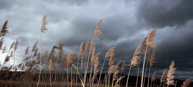 Ciel dramatique et roseaux