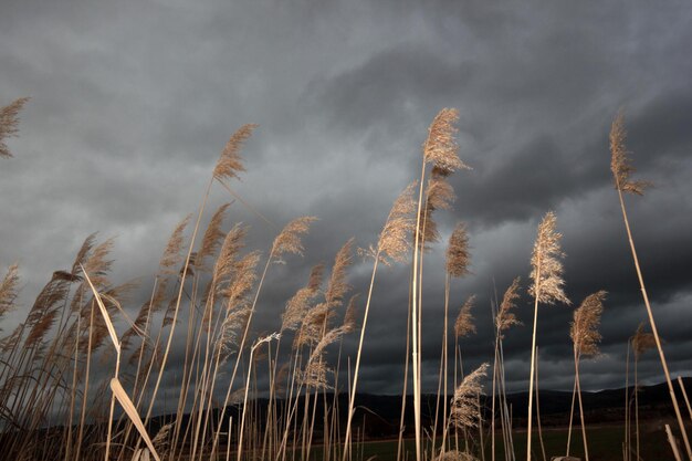 Ciel dramatique et roseaux