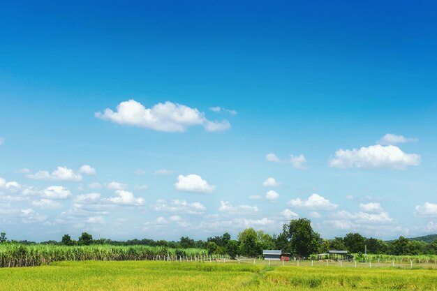 Le ciel est beau et il y a des forêts