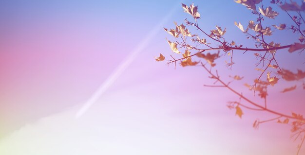 Le ciel est bleu avec des nuages, beau par nature. Ciel bleu avec des nuages blancs