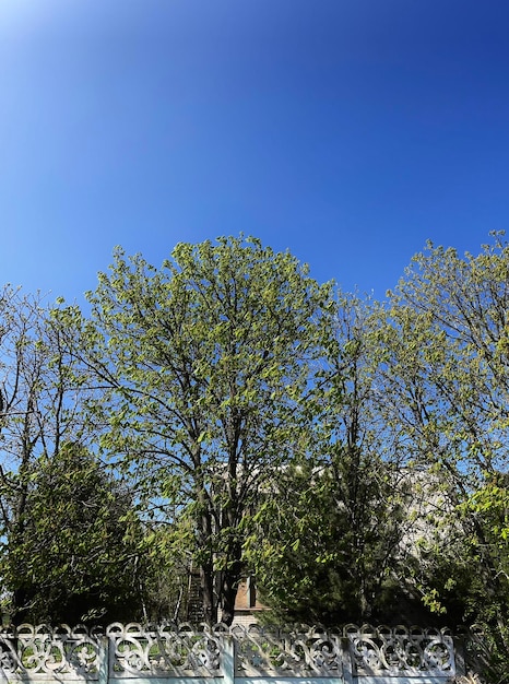 Le ciel est de couleur bleue