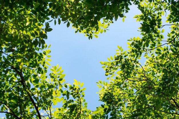 Le ciel est une forme de coeur entre les arbres.