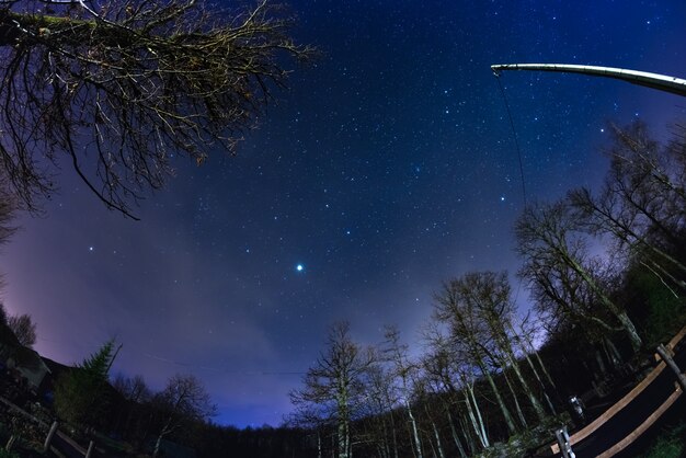 Le Ciel étoilé De La Forêt