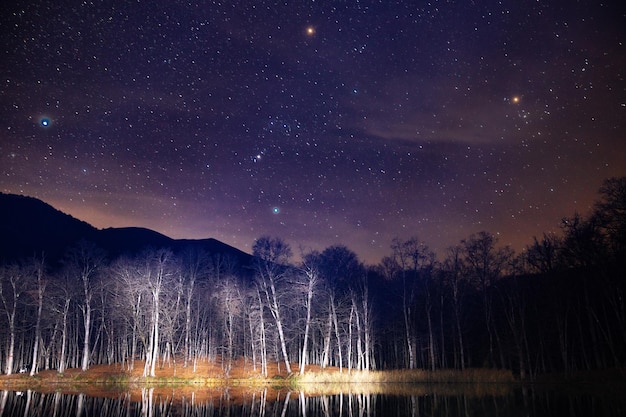 Photo ciel étoilé et forêt