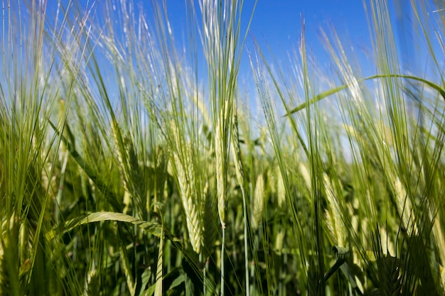 Ciel d'herbe immature - gros plan photographié d'herbe verte non mûre poussant sur le terrain agricole, l'agriculture