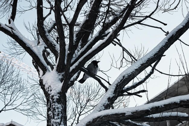 Ciel d'hiver nu de bouleau d'arbre