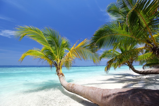 Ciel et mer de palmiers de l'île tropicale