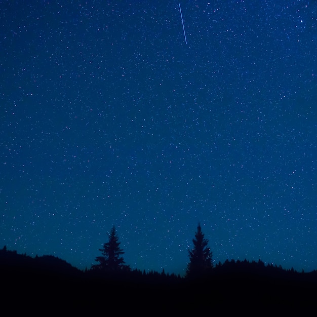 Ciel nocturne bleu foncé au-dessus de la forêt mystérieuse avec deux pins