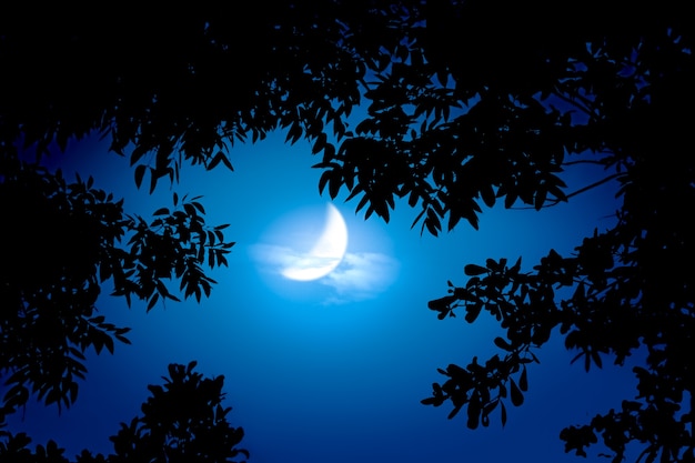 Photo ciel nocturne avec croissant de lune et cime des arbres