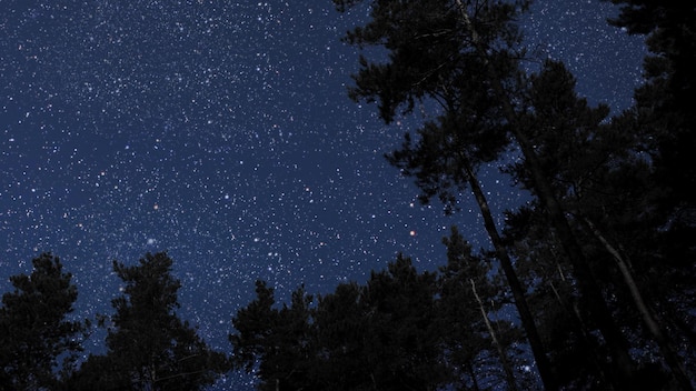 Ciel nocturne dans la forêt avec étoiles et lune