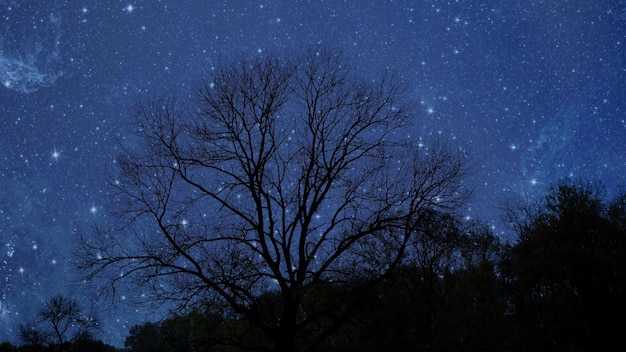 Ciel nocturne dans la forêt avec étoiles et lune