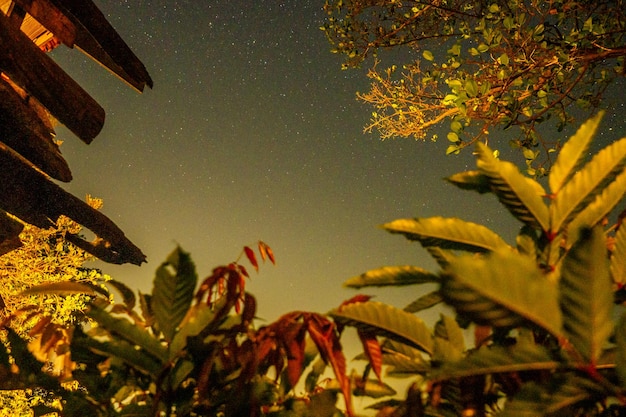 Ciel nocturne avec des étoiles et voie lactée sur la latitude équatoriale avec des arbres tropicaux verts ci-dessous
