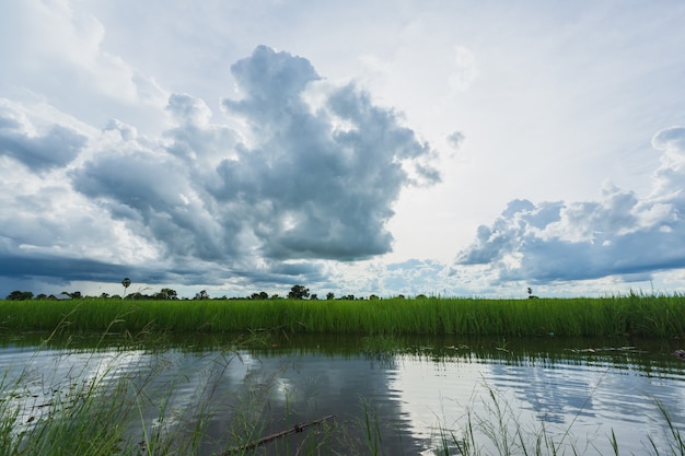 Ciel de nuages au-dessus du champ de riz avec la réflexion de l'eau