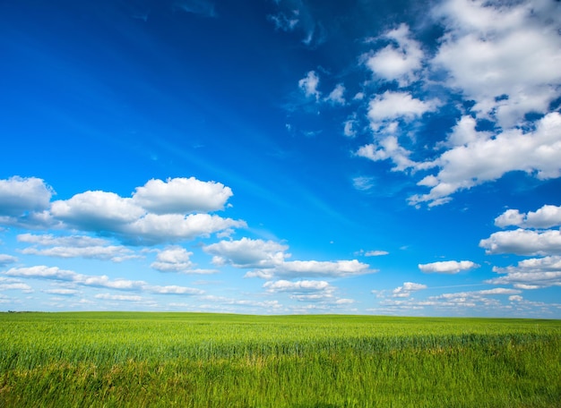 Le ciel avec des nuages et un champ vert