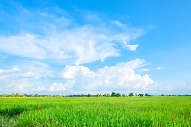 Le ciel et les nuages des champs verts