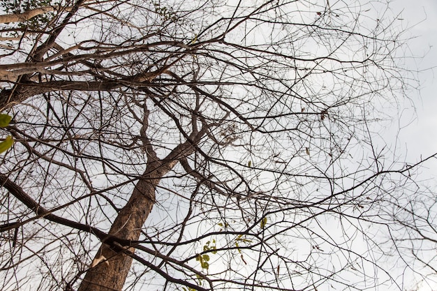 Le ciel et les nuages de fond d'arbre mort debout.