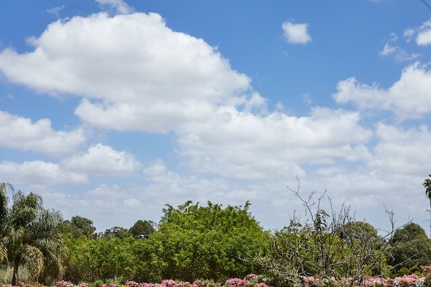 ciel avec nuages et verdure