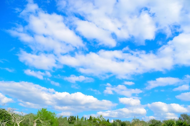 Ciel nuageux au-dessus des arbres verts dans la campagne Italie