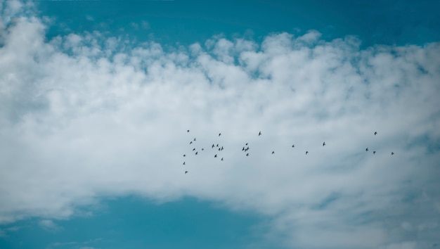 Ciel nuageux bleu avec des oiseaux