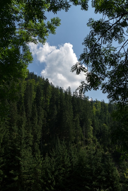 Ciel nuageux encadré d'arbres dans la montagne forestière