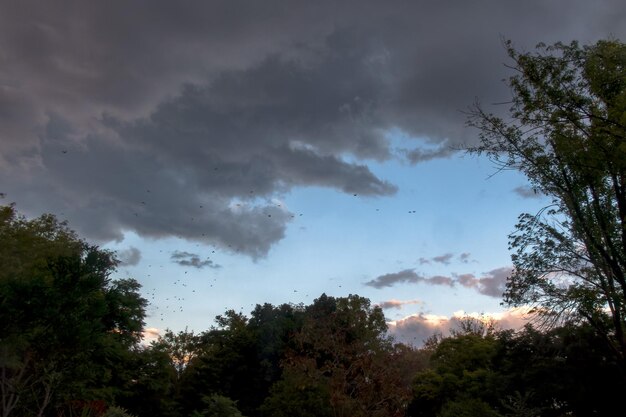 Le ciel nuageux secouant les arbres et les oiseaux fuyant la prochaine tempête