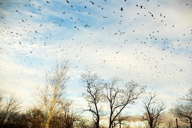 Ciel plein d'oiseaux